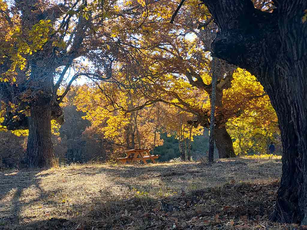 Bosque de los enanitos de Almanza