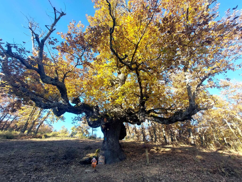 Bosque de los Enanitos de Almanza
