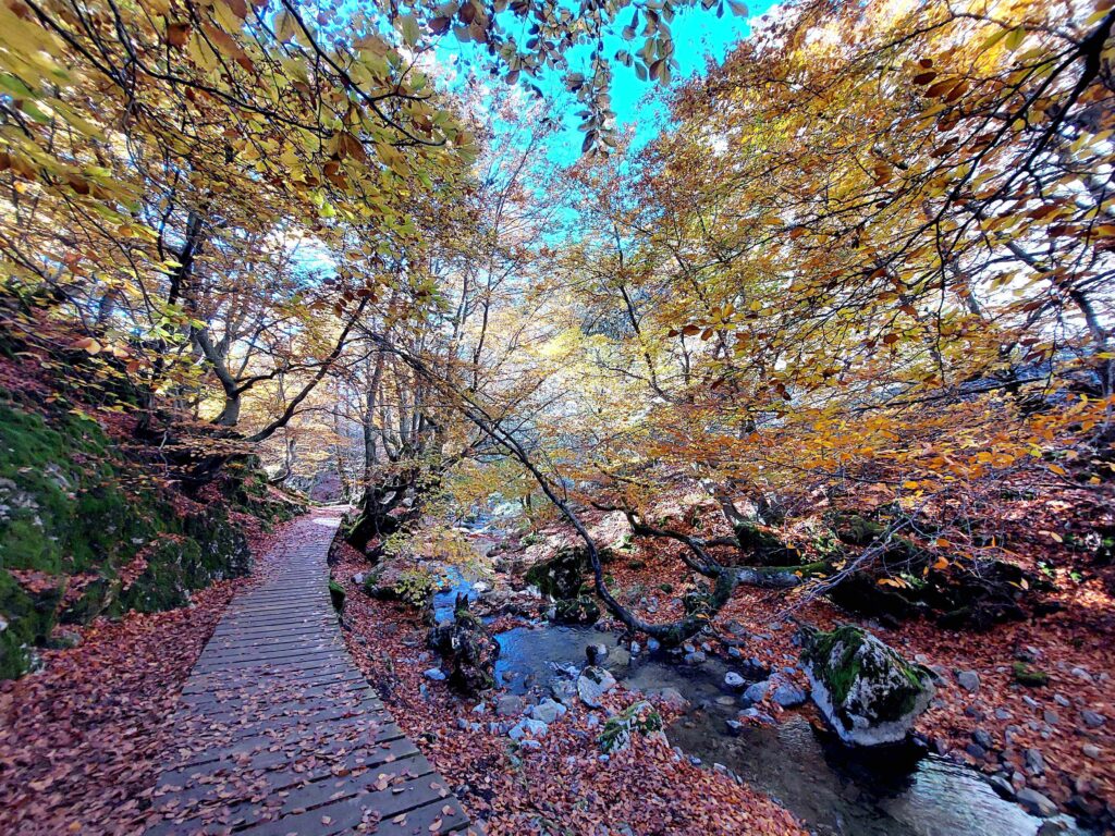 El Faedo de Ciñera en otoño. Ruta con niños