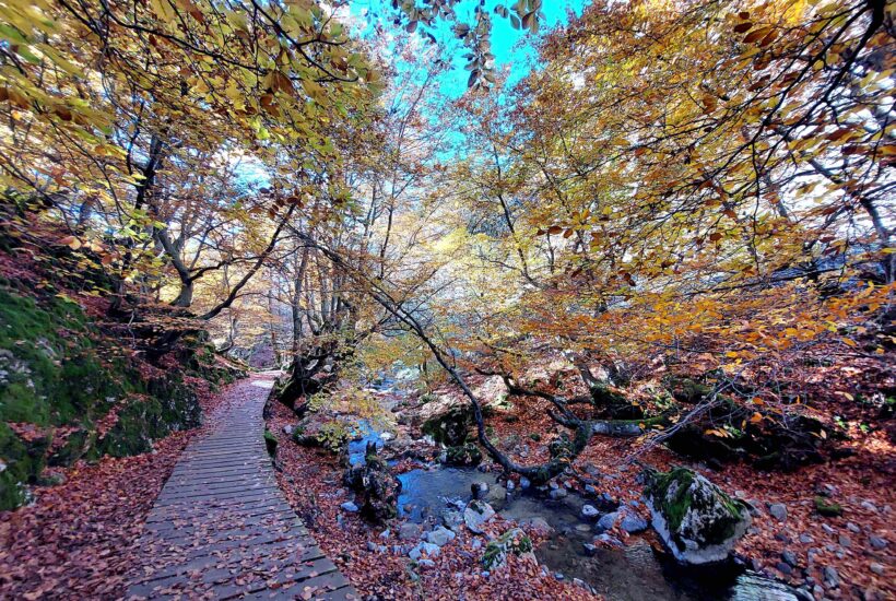 El Faedo de Ciñera en otoño. Ruta con niños