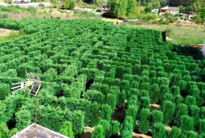 Vista desde arriba de un laberinto vegetal ubicado en Carucedo