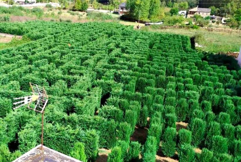 Vista desde arriba de un laberinto vegetal ubicado en Carucedo