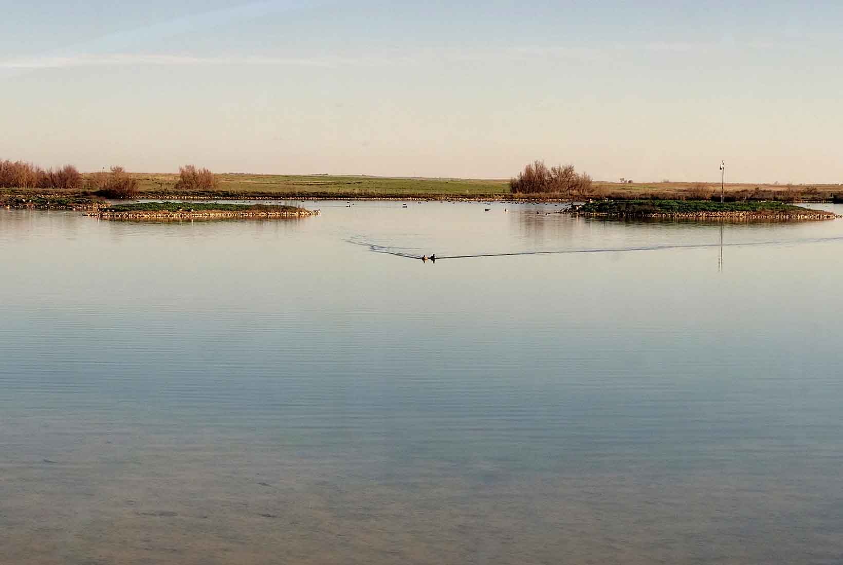 Aves en una laguna de Villafáfila