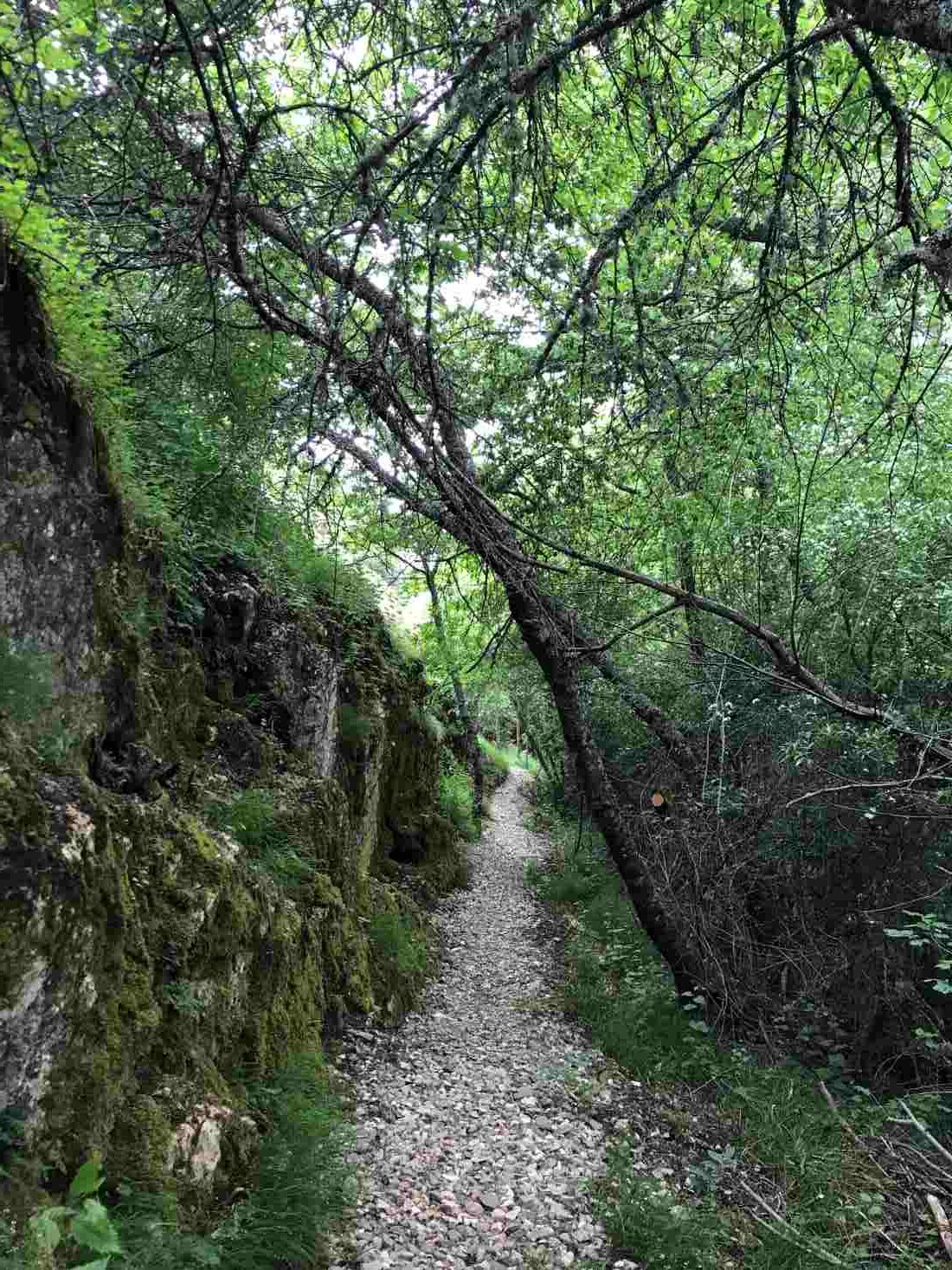 Camino rodeado de vegetación en la Senda del Mamut, en Oceja de Valdellorma, en León