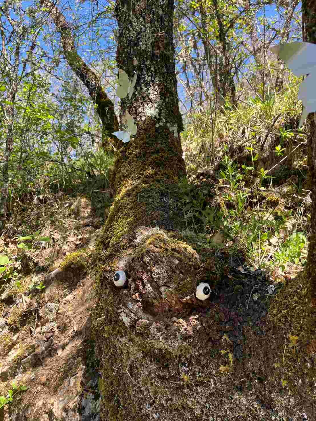 Tronco de árbol con ojos simulando que es un personaje fantástico en la Senda Interactiva del Mamut, en Oceja de Valdellorma, en León