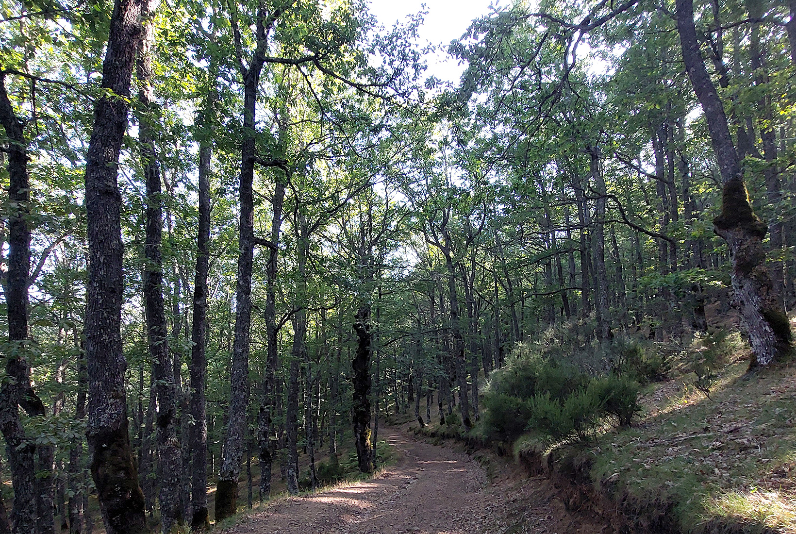 Camino entre un bosque de robles en la ruta del Corral de los Lobos de Prioro, en León