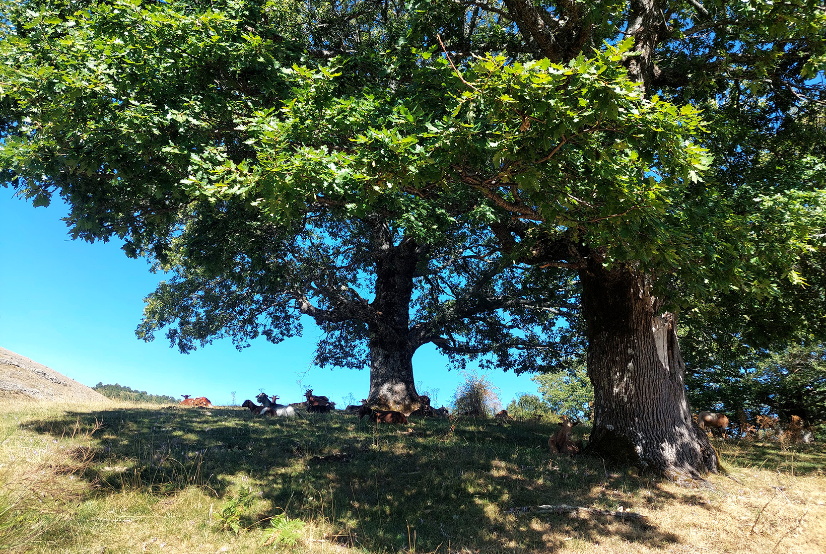 Varias cabras descansan bajo la sombra de dos árboles en la ruta que lleva al Corral de los Lobos, en Prioro (León).