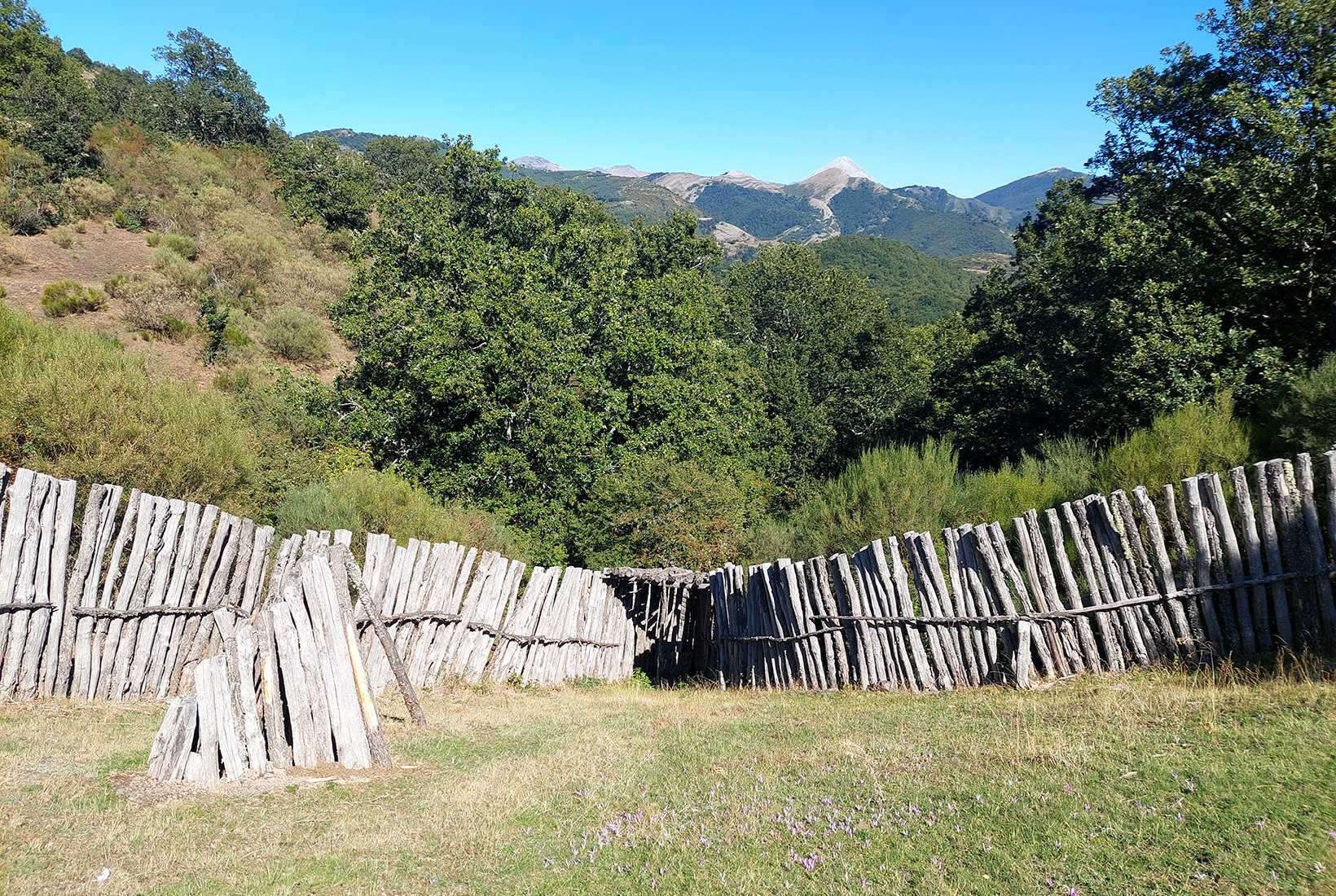 Estructura elaborado con troncos que conducía a los lobos hasta la trampa del Corral de Lobos en Prioro, León.