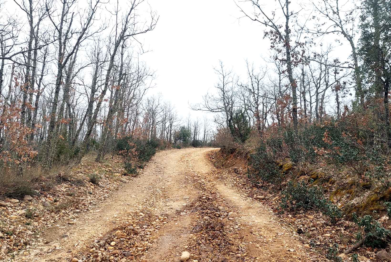 Camino de piedras rodeado de árboles